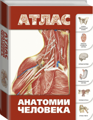 Атлас анатомии человека | Левкин - Атлас анатомии - АСТ - 9785170725304