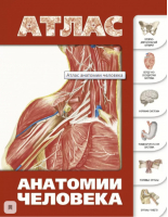 Атлас анатомии человека | Левкин - Атлас анатомии - АСТ - 9785271296024