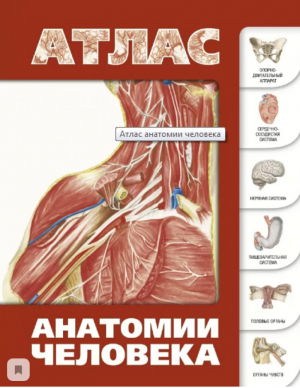 Атлас анатомии человека | Левкин - Атлас анатомии - АСТ - 9785271296024