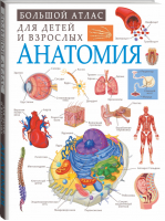 Анатомия | Спектор - Большой атлас для детей и взрослых - АСТ - 9785171326661