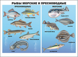 Плакат Рыбы морские и пресноводные - Плакаты на картоне - Проф-Пресс - 9785378173723