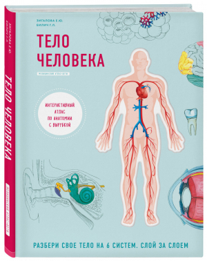 Тело человека Интерактивный атлас по анатомии с вырубкой | Зигалова - Медицинский атлас - Бомбора (Эксмо) - 9785040985500