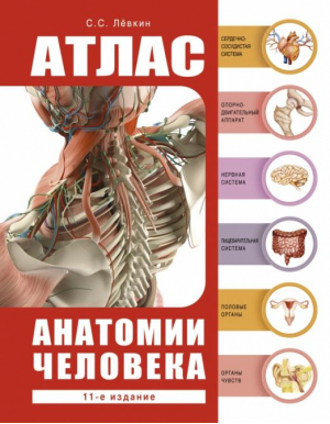 Атлас анатомии человека | Левкин Сергей Сергеевич - Атлас анатомии - АСТ - 9785171501402