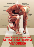 Большой иллюстрированный атлас анатомии человека | Спектор - Анатомия - АСТ - 9785170967391